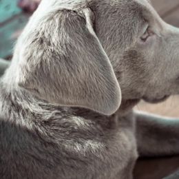 Dilute Retrievers and Labrador Retrievers from Phoenix Labradors