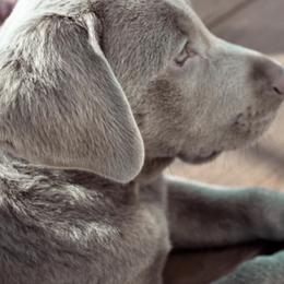 Dilute Retrievers and Labrador Retrievers from Phoenix Labradors