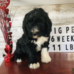 Pyredoodle and Sheepadoodle Puppies from Davis Family Doodles