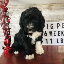 Pyredoodle and Sheepadoodle Puppies from Davis Family Doodles