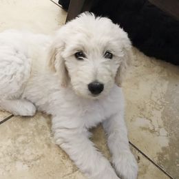 Aussiedoodles, Bernedoodles, and Goldendoodles from Gunstock Doodles