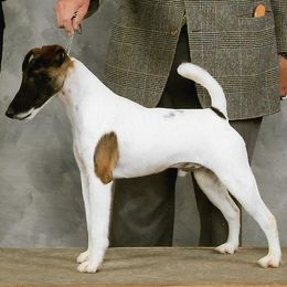 Smooth Fox Terrier puppies from Mardel Robeson of Mulberry Hollow Whippets