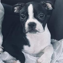 Lexi - Boston Terrier