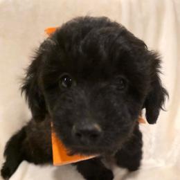Daisy - Black female Bordoodle puppy in Churchill County Fallon, Nevada from Card Family Ranch