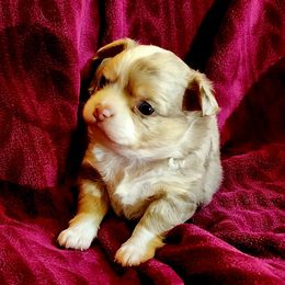 Chihuahua Puppies from Chosen Chihuahuas