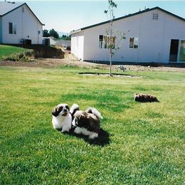 Shih Tzu Puppies from Shih Tzu Dreams Come True
