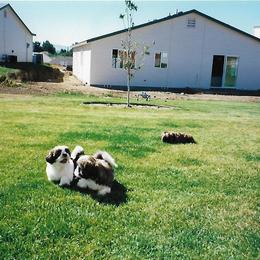 Shih Tzu Puppies from Shih Tzu Dreams Come True