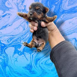 Blue - Black and tan male Yorkshire Terrier puppy in Pomona, California from Lunio's Yorkies