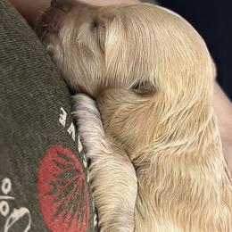 Hollywood - Parti male Poodle puppy in Vinton, Iowa from Doodles to Love