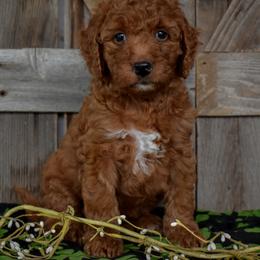 Female 1 - Dark Pink Collar - Red female Irish Doodle puppy in Macedon, New York from Toodles Goldendoodles