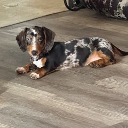 Oreo - Dachshund