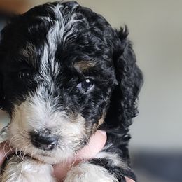 Wednesday - Aussiedoodle puppy from MacDoodle K9