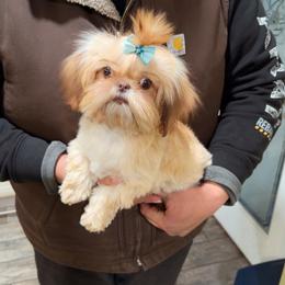 Hannah - Liver and white female Shih Tzu puppy in Kennewick, Washington from Tinytails