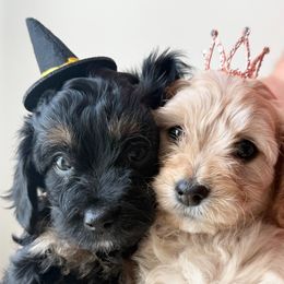 Cavapoo puppies from Reedy River Doodles