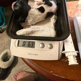 Karma - Piebald female Dachshund puppy in Irving, Texas from DFW Dachshunds by G & S
