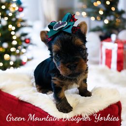 Blitzen - Black and tan male Yorkshire Terrier puppy in Newport Center, Vermont from Green Mountain Designer Yorkies