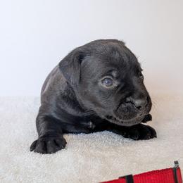 Roman Candle - male Patterdale Terrier puppy in Yucaipa, California from Moormont Kennels