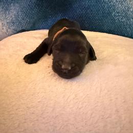 Puppy brown - Black male Australian Labradoodle puppy in Oxford, Mississippi from Stony Brook Australian Labradoodles