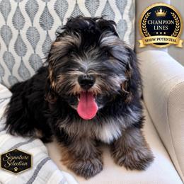 Murphy Von Ana Tasi- Signature Collection - Black and silver male Havanese puppy in Draper, Utah from Peaks Pups — Exceptional by Nature. Raised with Purpose.