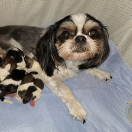 Kneesaa - Shih Tzu