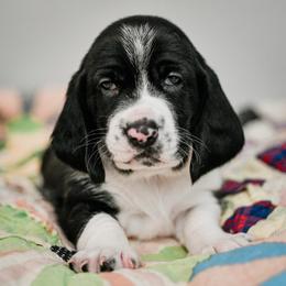 Mia - Black brown and white female Basset Hound puppy in Knoxville, Tennessee from Well Hounded Bassets