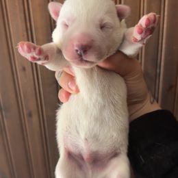 Boy 2 - White male Siberian Husky puppy in Solon Springs, Wisconsin from Snowfall Siberians