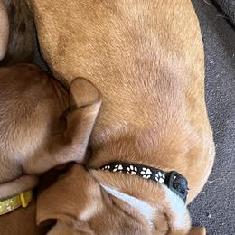 Dachshund Puppies from Witchy Woman’s Wiener’s