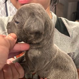 Boy 3 - Gray male Cane Corso puppy in Kaufman, Texas from Phantom Corsos