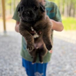 Gray - boy - Yellow male Leonberger puppy in Gilmanton, New Hampshire from Stonewall Leonbergers