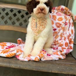 Jack - Tri-color male Bernedoodle puppy in Ocala, Florida from Bernedoodles of Florida