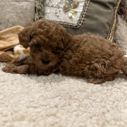 Cavapoo, Cockapoo, and Poodle Puppies from Heavenly Puppies to Love