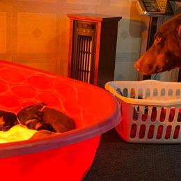 Doberman Pinscher Puppies from Jensen Dobermans
