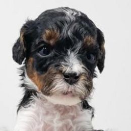 Cavapoos from Ashby's Doodles