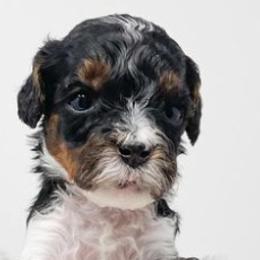 Cavapoos from Ashby's Doodles