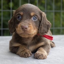 Thunder - Chocolate and tan male Dachshund puppy in Excel, Alabama from CJ’s Little Palace