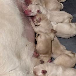 Girl 4 - Yellow female Labrador Retriever puppy in Marydel, Maryland from Andover Meadow Farm