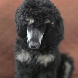 Theo - Phantom male Poodle puppy in New York from Powder Puff Poodles