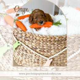 Onyx - Red  male Goldendoodle puppy in Bell Buckle, Tennessee from Precious Puptown Doodles