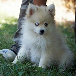 Tiny Blue eyed Wooly Girl - Merle female Pomsky puppy in Frazeysburg, Ohio from Mountain High Kennels