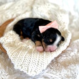 Velvet - Tri-color female Bernedoodle puppy in Bremen, Indiana from Farmland Doodles