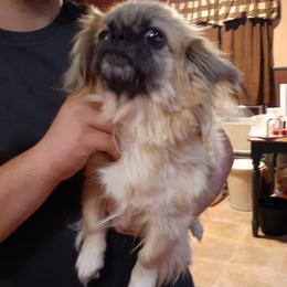 Princess - Pekingese