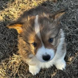 Ruben - White and red male Pembroke Welsh Corgi puppy in Nortonville, Kansas from Low Riders Corgis & Mini Aussies