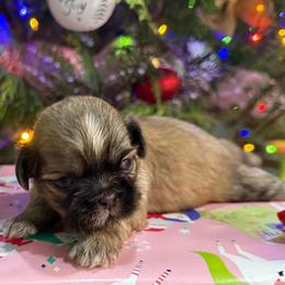 AKC Cobbler - Sable male Shih Tzu puppy in Paintsville, Kentucky from Molly B's ShihTzus