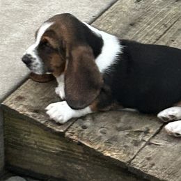 Earl baby orange - Black brown and white male Basset Hound puppy in Meyersdale, Pennsylvania from Susan's Basset Hounds