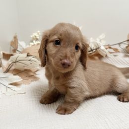 Cal - Cream male Dachshund puppy in San Diego, California from Enchantables