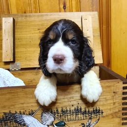 English Springer Spaniel Puppies from J&R Springers