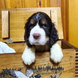 English Springer Spaniel Puppies from J&R Springers