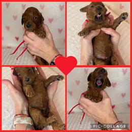 Valentino - Red  male Poodle puppy in Mount Vernon, Illinois from AMC Poodles
