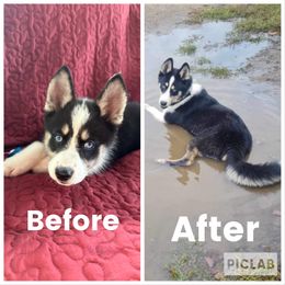 Pomsky All Grown Up from OG's Pomskies