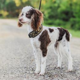 Rocky - Poodle